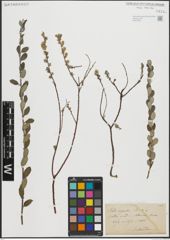 Foto von Salix repens subsp. argentea (Sm.) G. Camus & A. Camus